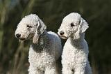 BEDLINGTON TERRIER 231